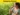 Malaria Fever Treatment in Homeopathy: Effective Natural Remedies for Lasting Relief